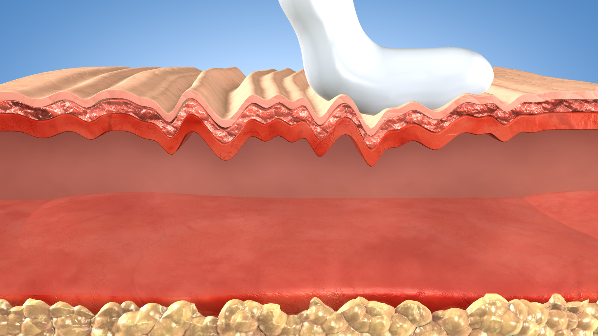 Vista in sezione - epidermide - Emmebistudio.com